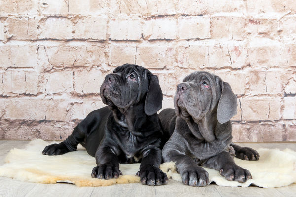 Características do mastim napolitano - Petlove