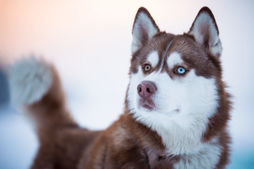 Husky siberiano