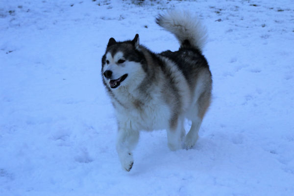 A história do malamute do Alasca