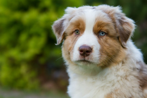 Pastor Australiano - Cão Nosso