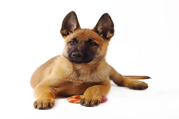 Cachorro policial: Pastor Alemão X Pastor Belga Malinois