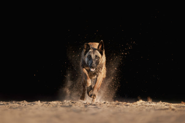 Características do pastor belga malinois