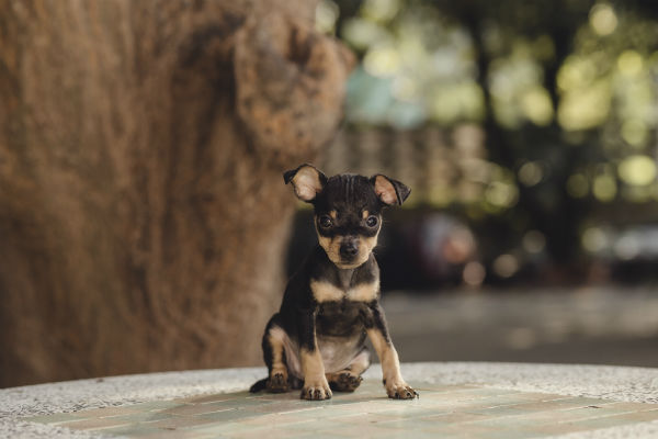 Pinscher