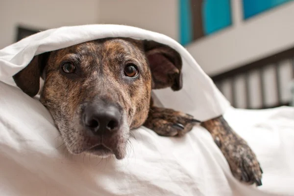 cachorro deitado na cama.