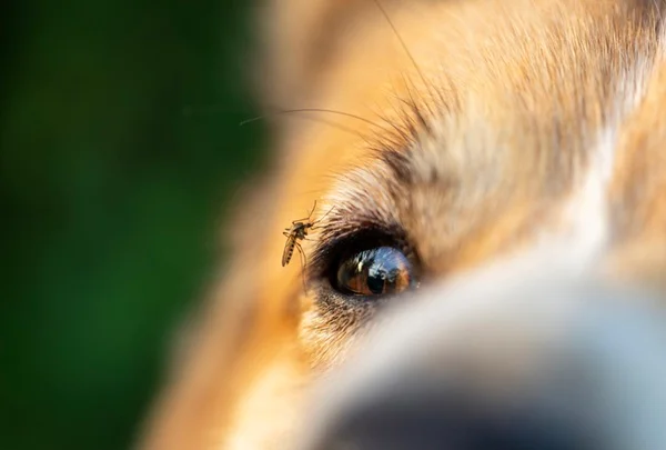 Leishmaniose canina: sintomas, tratamento e prevenção