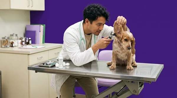Médico-veterinário analisando cachorro com otite canina.