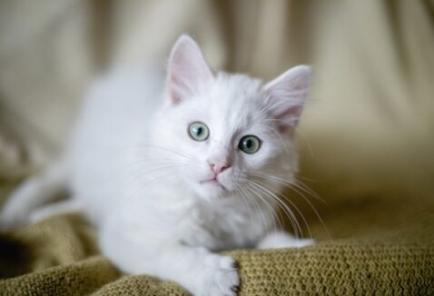 Quantos anos vive um gato: tudo sobre a idade dos felinos