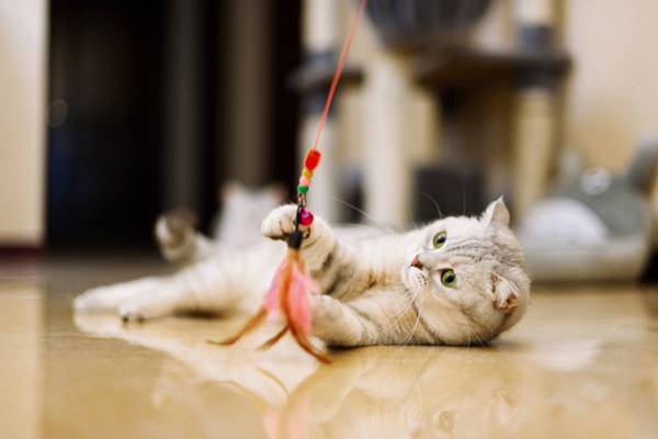 Gato brincando.
