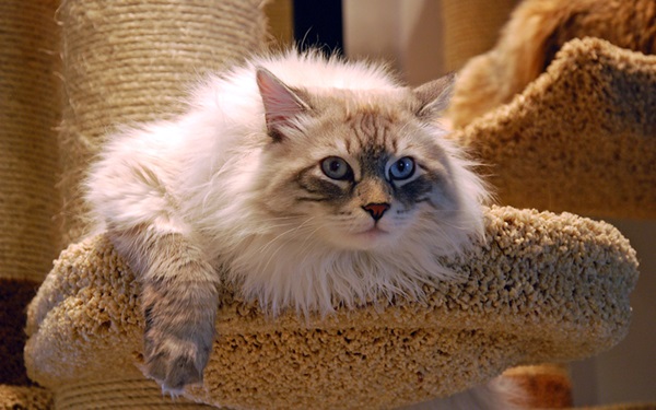 Gato deitado no arranhador.
