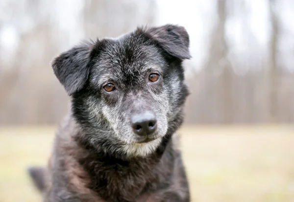 Vacinas para cachorro: quais são, frequência ideal e preços