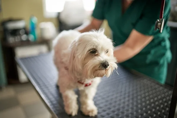 Cachorro fazendo consulta no veterinário.