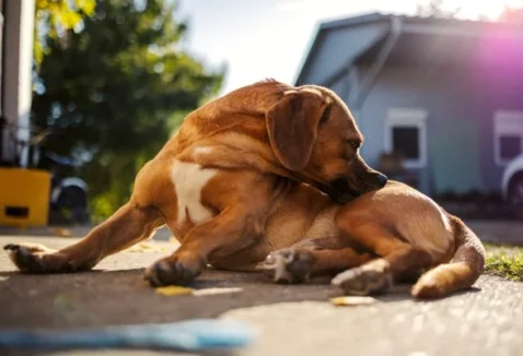 Conheça os tipos de dermatite canina, causas e tratamentos