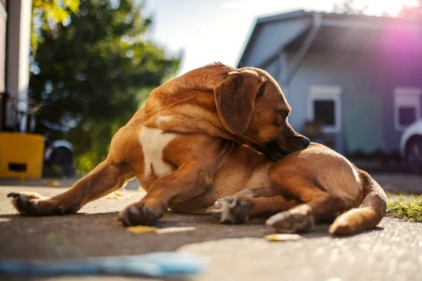 Conheça os tipos de dermatite canina, causas e tratamentos