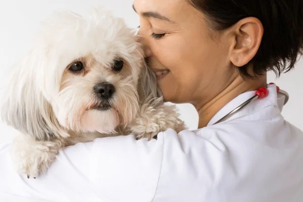 Shih Tzu com dermatite canina