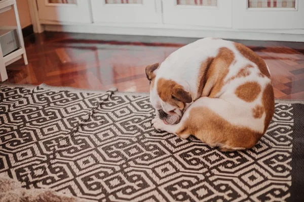 Buldogue com dermatite canina