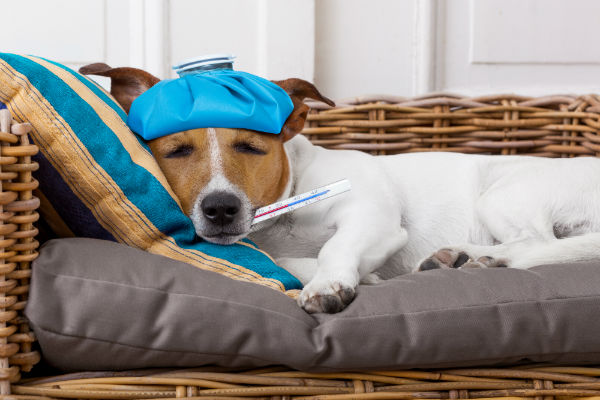 Doenças de cachorro