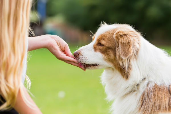 Nove petiscos naturais para seu cachorro