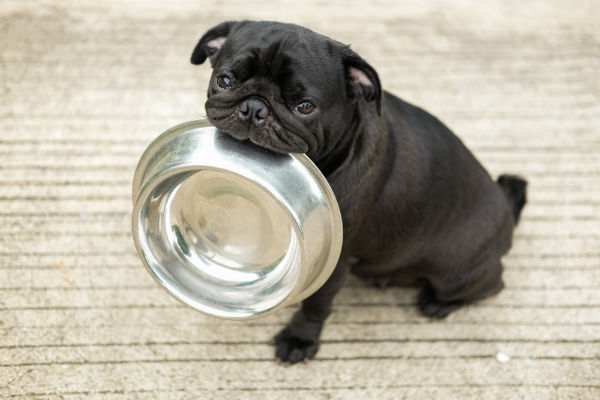 Deixar comida à vontade para seu cão não é natural