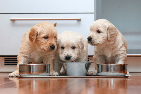 Rações para cachorro filhote