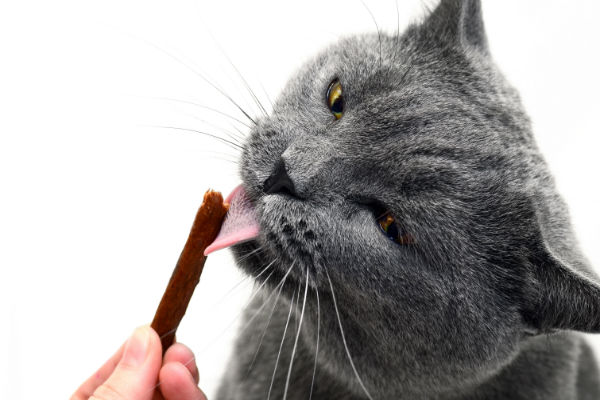 Seis petiscos naturais para seu gato
