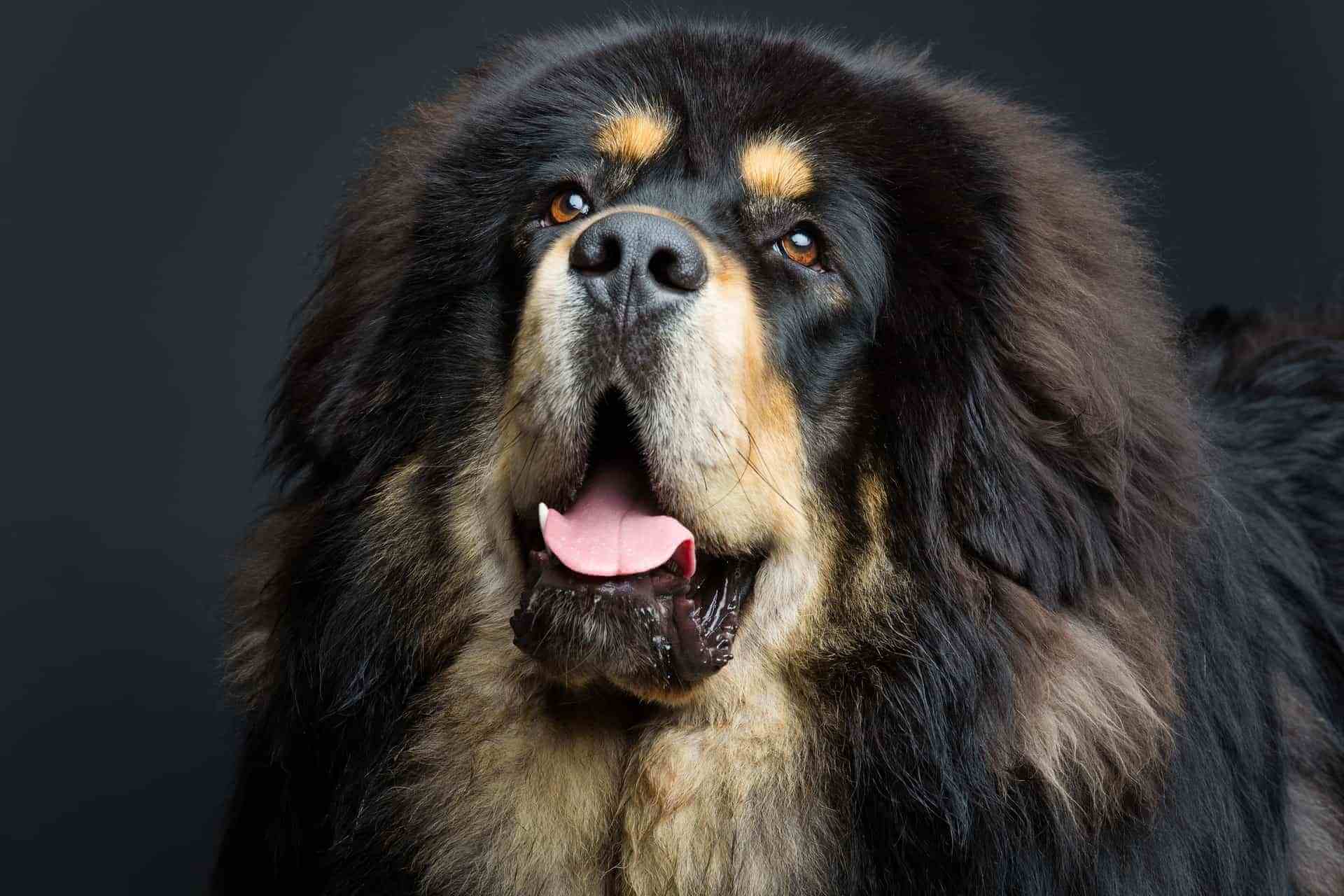 Mastim tibetano