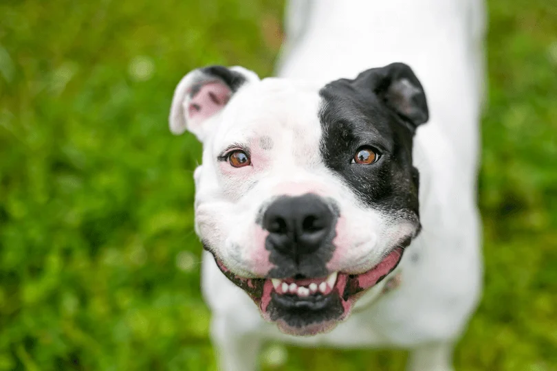 Staffordshire bull terrier