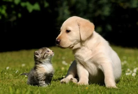 Como dar vermífugo para cachorro e gato? Guia de doses e frequência