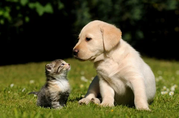 Como dar vermífugo para cachorro e gato? Guia de doses e frequência