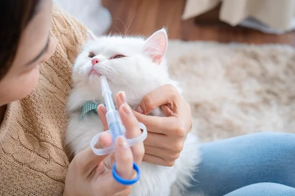 Gato tomando vermífugo.