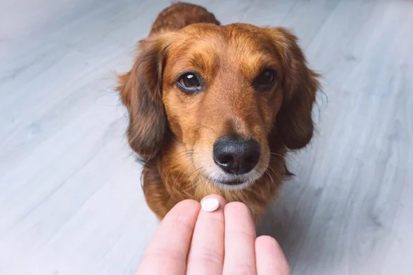 Vermifugando cachorro.