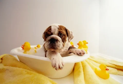 Com quanto tempo pode dar banho em filhote de cachorro?