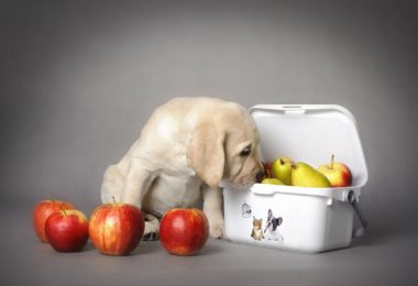 Frutas que cachorro pode comer