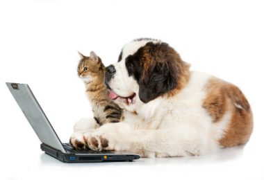 Pet Friday da Petlove