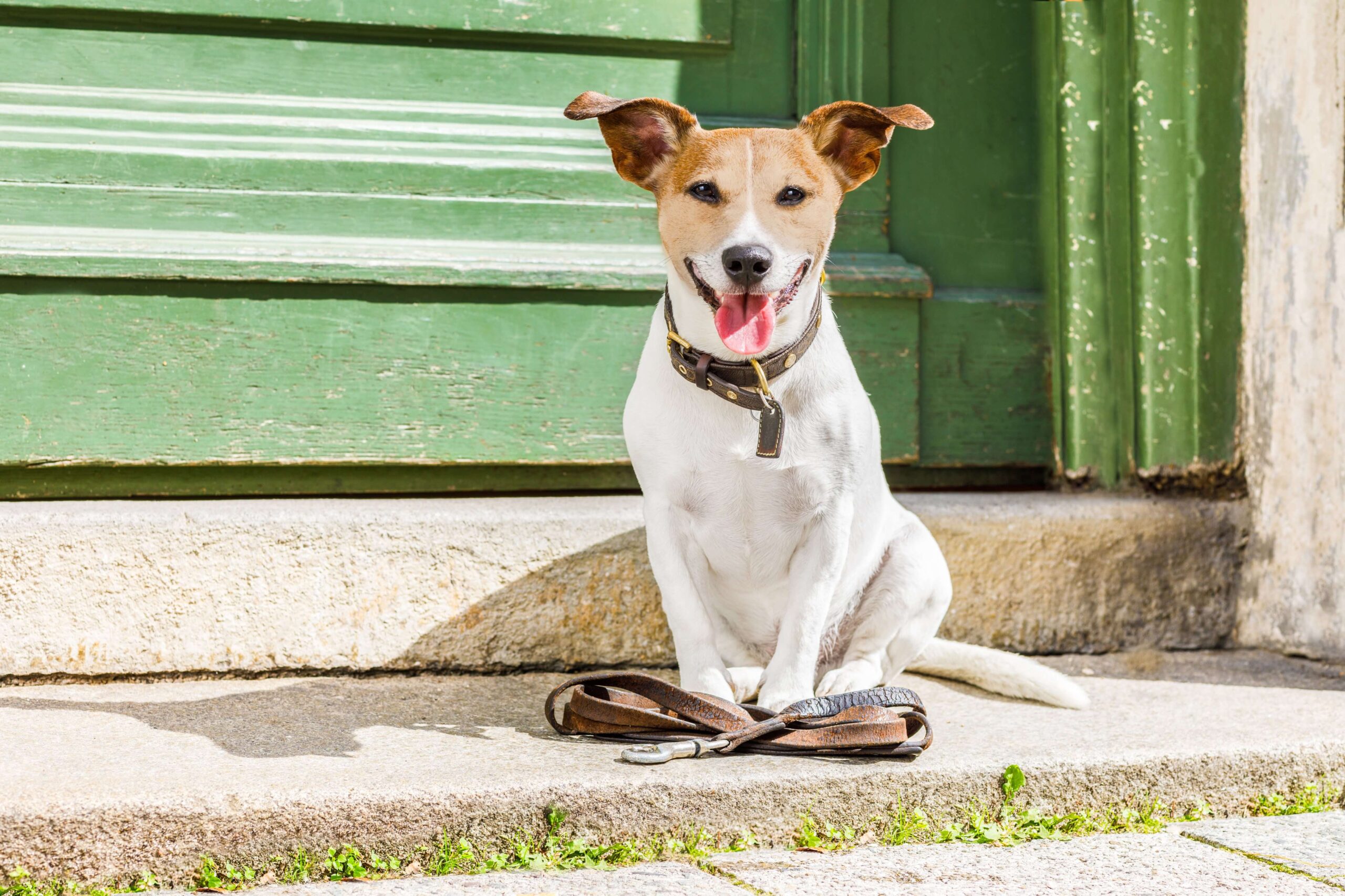 Como passear com cachorro: 7 dicas incríveis (com checklist!)