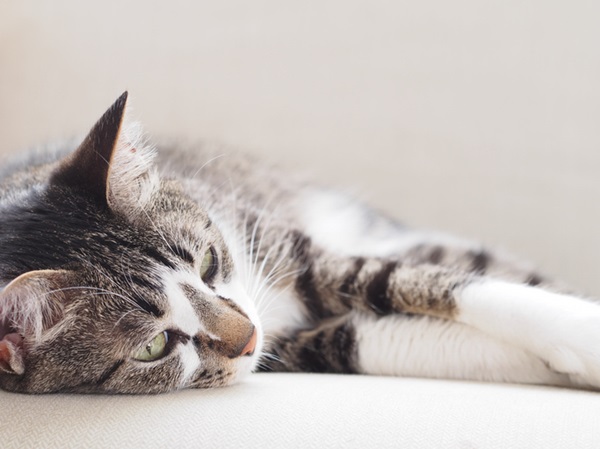 Gato deitado.