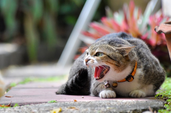 Gato estressado: como identificar, tratar e prevenir o estresse felino