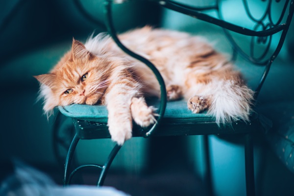 Gato triste.