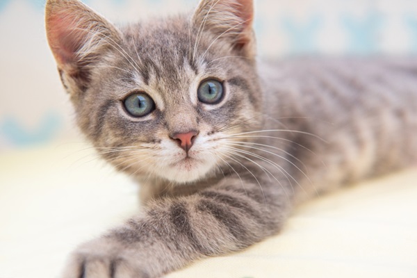 Gato filhote.