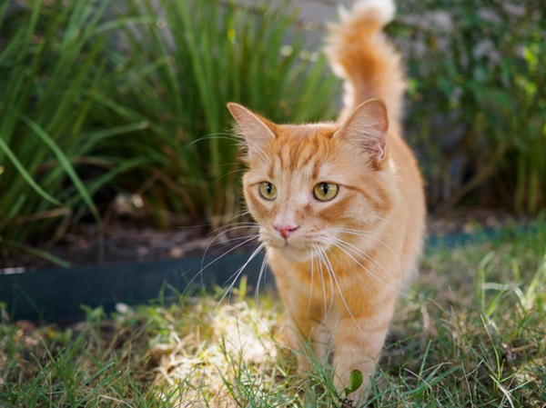 Gato laranja.