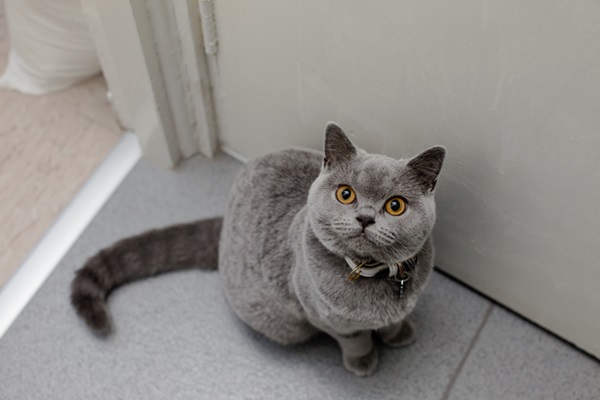 Gato cinza.
