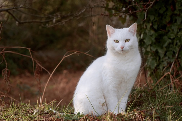 Gato branco.