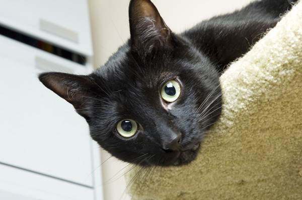 Gato preto.