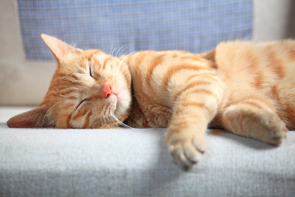 Sonhar com gatos: descubra os significados
