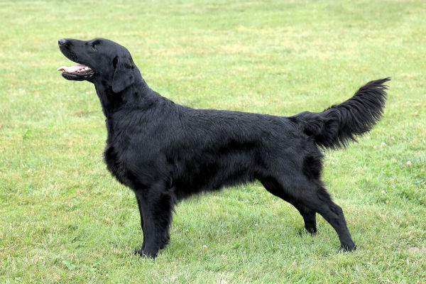Flat-coated retriever preto