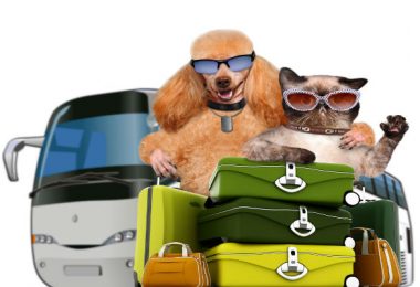 Vai viajar nas férias? Planeje com antecedência o que fazer com seu pet