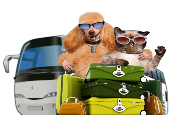 Vai viajar nas férias? Planeje com antecedência o que fazer com seu pet