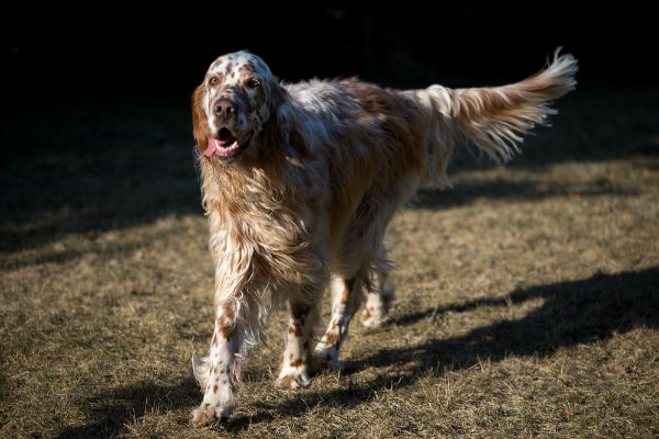 Setter inglês manchado