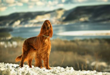 Cachorro mais bravo do Mundo: conheça 5 raças