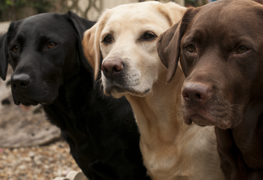 Cores do Labrador Retriever