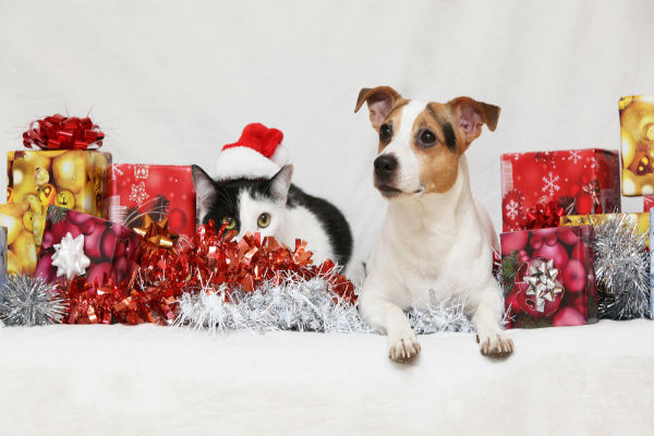Pets não devem ser opção de presente de Natal